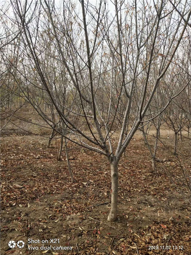 碧桃种植基地实拍 碧桃种植基地实拍