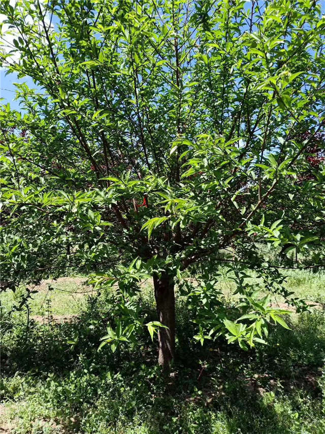 碧桃种植基地实拍 碧桃种植基地实拍