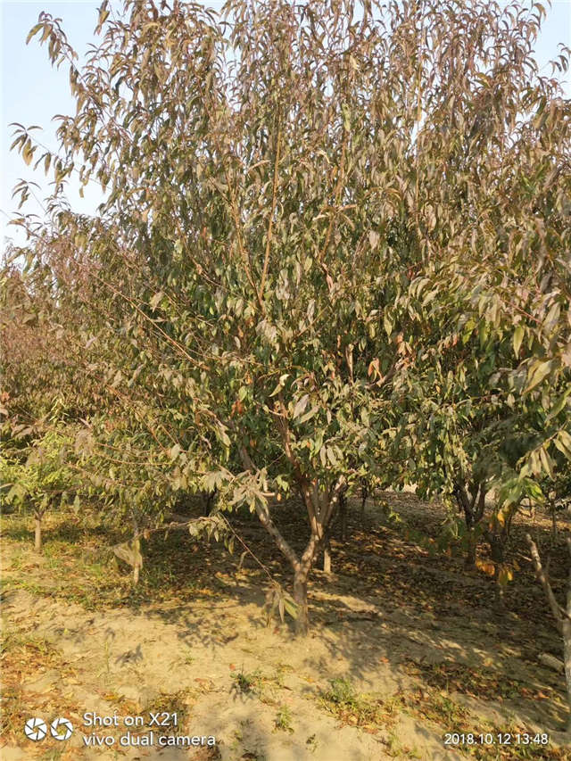 碧桃种植基地实拍 碧桃种植基地实拍