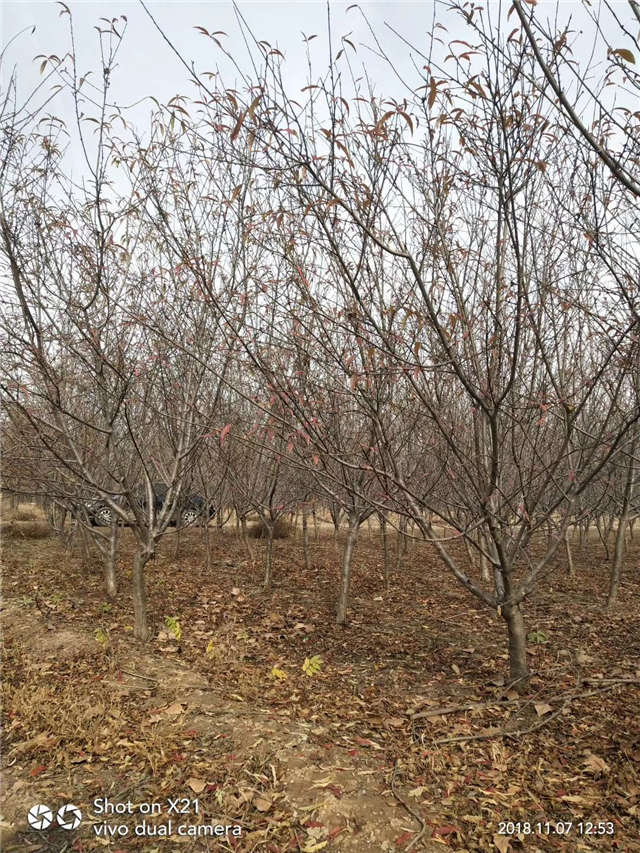 碧桃种植基地实拍 碧桃种植基地实拍