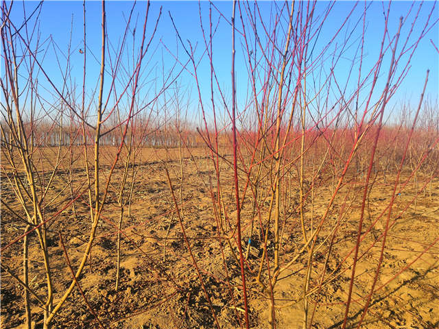 碧桃种植基地实拍 碧桃种植基地实拍