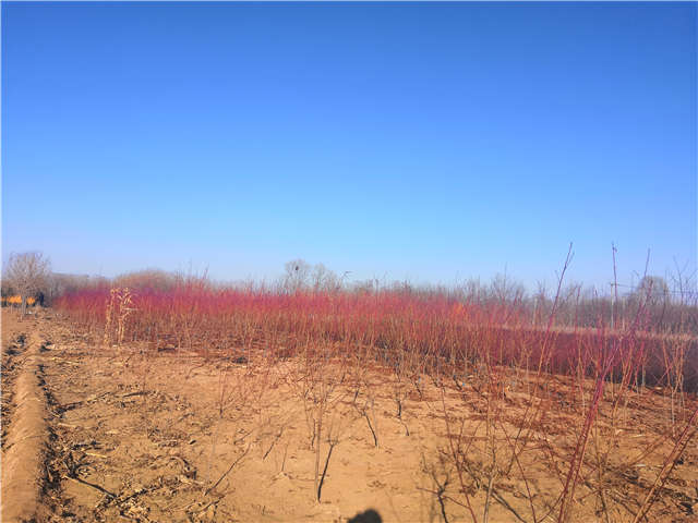 碧桃种植基地实拍 碧桃种植基地实拍