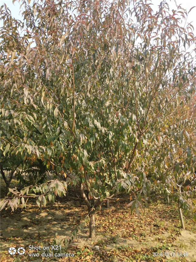 碧桃种植基地实拍 碧桃种植基地实拍