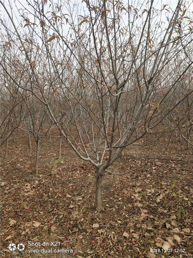 碧桃种植基地实拍 碧桃种植基地实拍