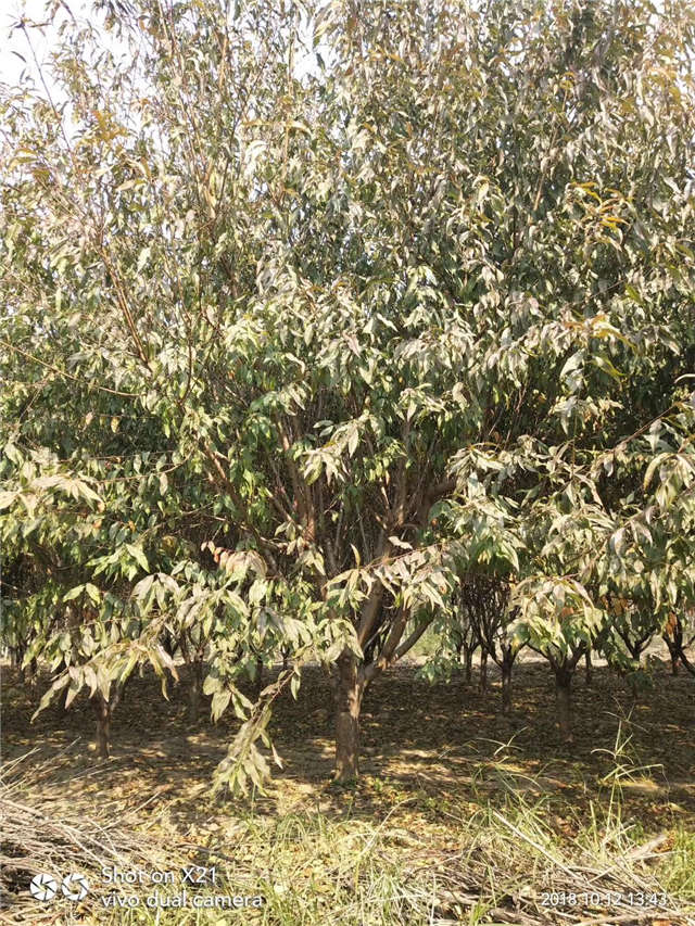 碧桃种植基地实拍 碧桃种植基地实拍