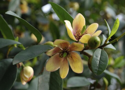 春节香花开花时间