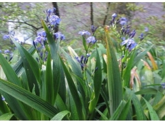 野生兰草是保护植物吗