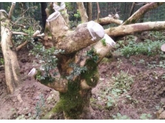 野生黄杨木是国家保护植物吗