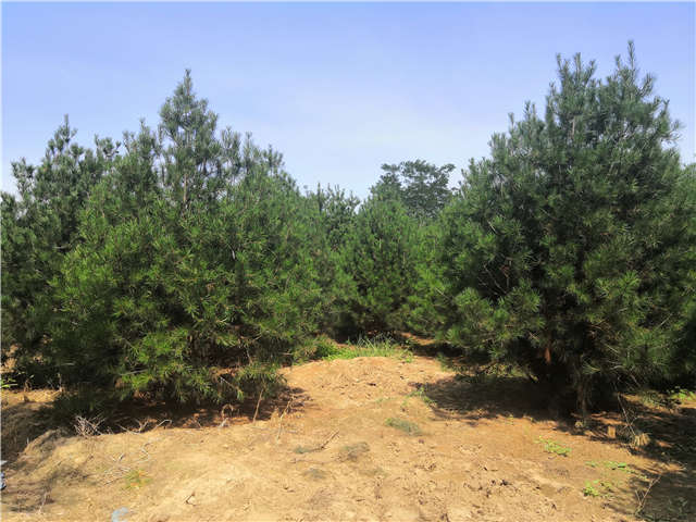 沭阳长景园林白皮松种植基地实拍图片 沭阳长景园林白皮松种植基地实拍图片
