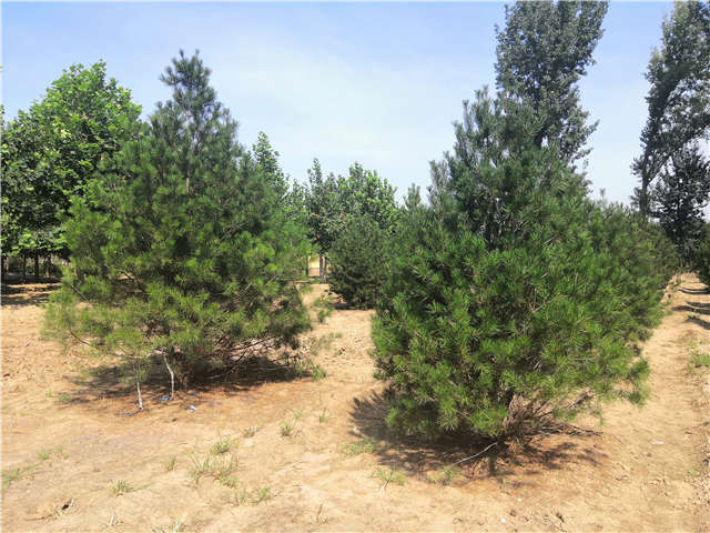 沭阳长景园林白皮松种植基地实拍图片 沭阳长景园林白皮松种植基地实拍图片
