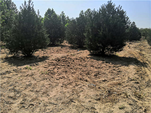 沭阳长景园林白皮松种植基地实拍图片 沭阳长景园林白皮松种植基地实拍图片