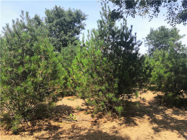 沭阳长景园林白皮松种植基地实拍图片 沭阳长景园林白皮松种植基地实拍图片