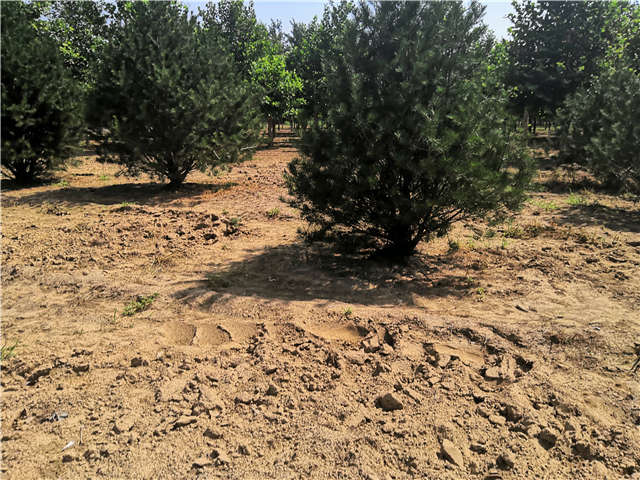 沭阳长景园林白皮松种植基地实拍图片 沭阳长景园林白皮松种植基地实拍图片