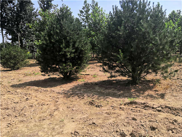 沭阳长景园林白皮松种植基地实拍图片 沭阳长景园林白皮松种植基地实拍图片