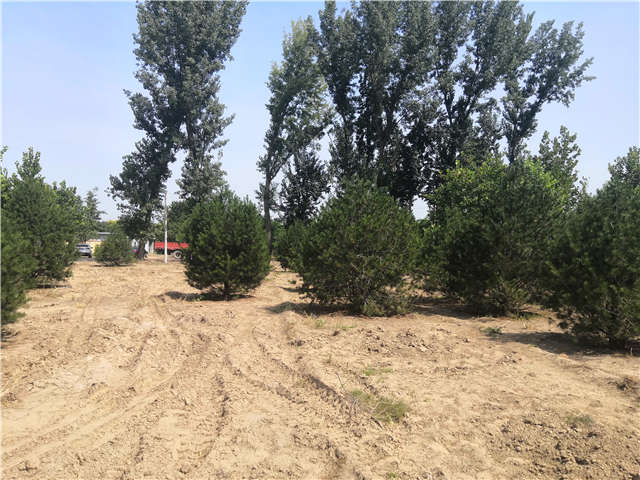 沭阳长景园林白皮松种植基地实拍图片 沭阳长景园林白皮松种植基地实拍图片