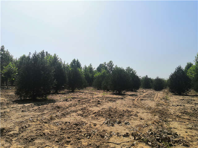沭阳长景园林白皮松种植基地实拍图片