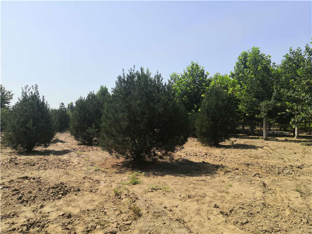 沭阳长景园林白皮松种植基地实拍图片 沭阳长景园林白皮松种植基地实拍图片