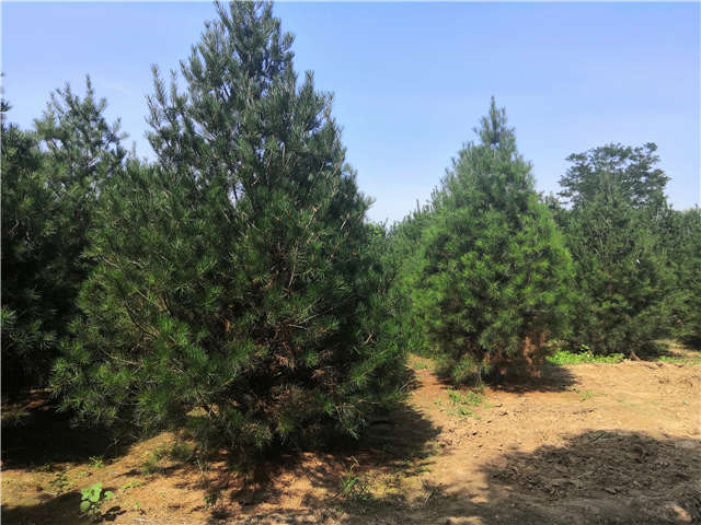 沭阳长景园林白皮松种植基地实拍图片 沭阳长景园林白皮松种植基地实拍图片