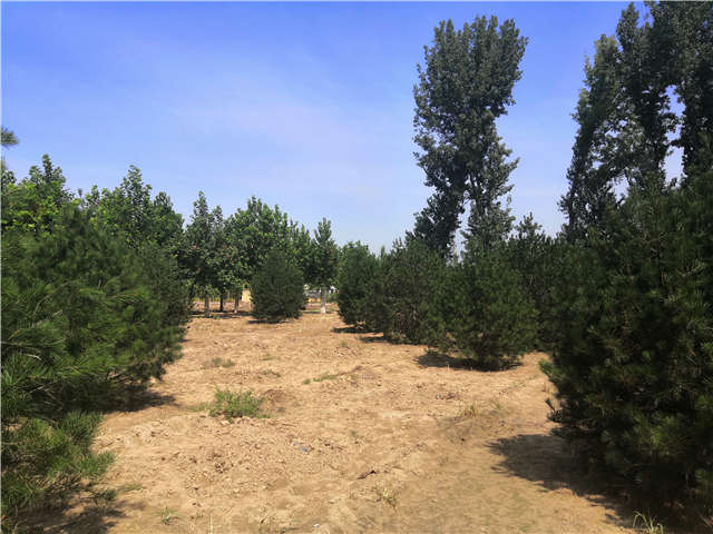 沭阳长景园林白皮松种植基地实拍图片 沭阳长景园林白皮松种植基地实拍图片