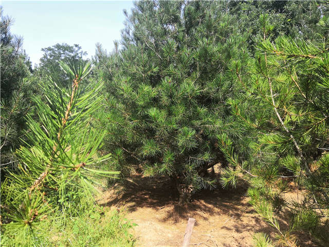 沭阳长景园林白皮松种植基地实拍图片