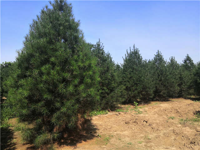 沭阳长景园林白皮松种植基地实拍图片 沭阳长景园林白皮松种植基地实拍图片