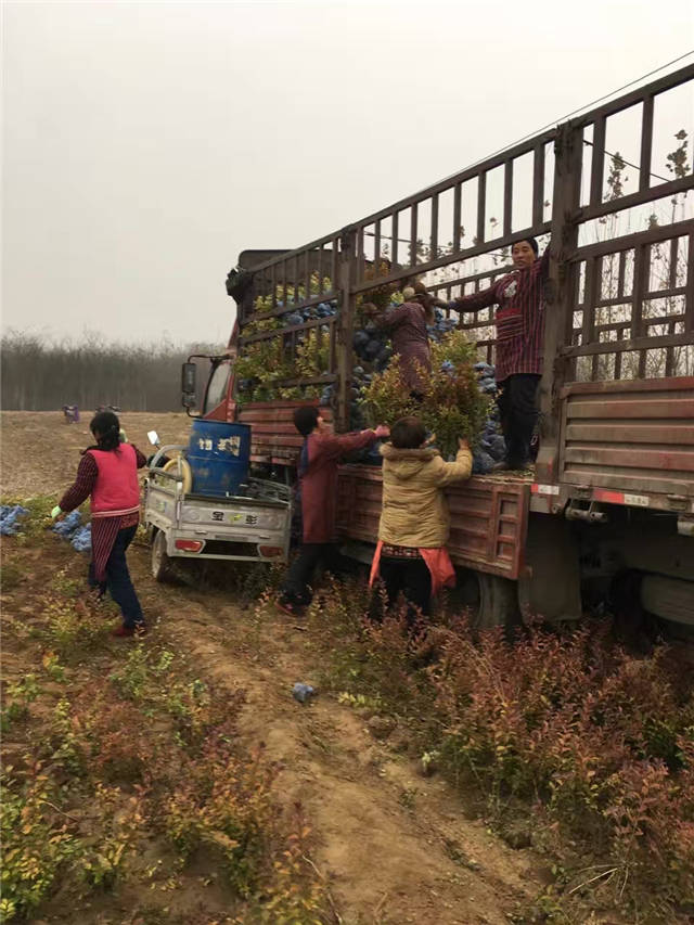 金叶女贞装车现场照片 金叶女贞装车现场照片