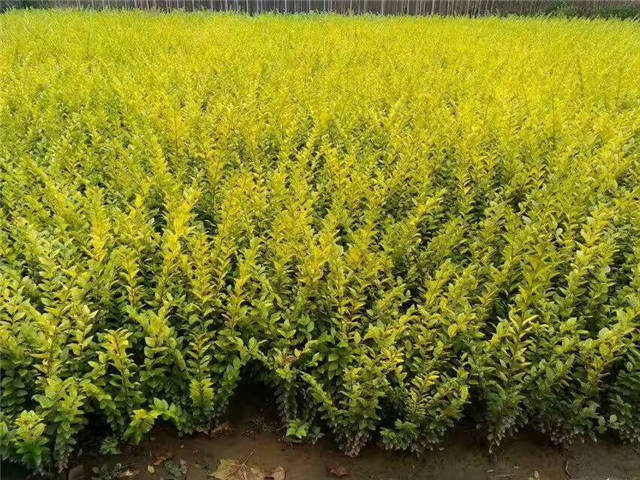 金叶女贞照片种植基地实拍 金叶女贞照片种植基地实拍