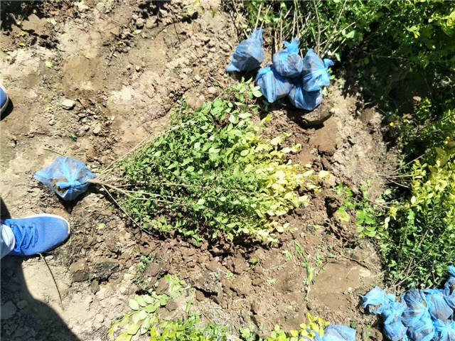 金叶女贞照片种植基地实拍 金叶女贞照片种植基地实拍