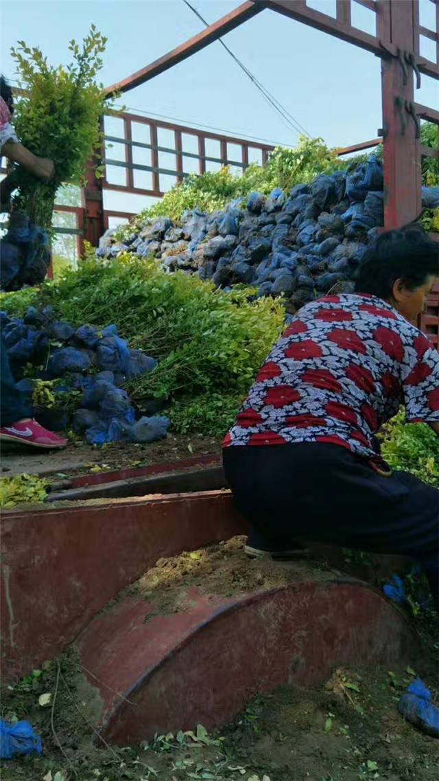 金叶女贞装车现场照片 金叶女贞装车现场照片