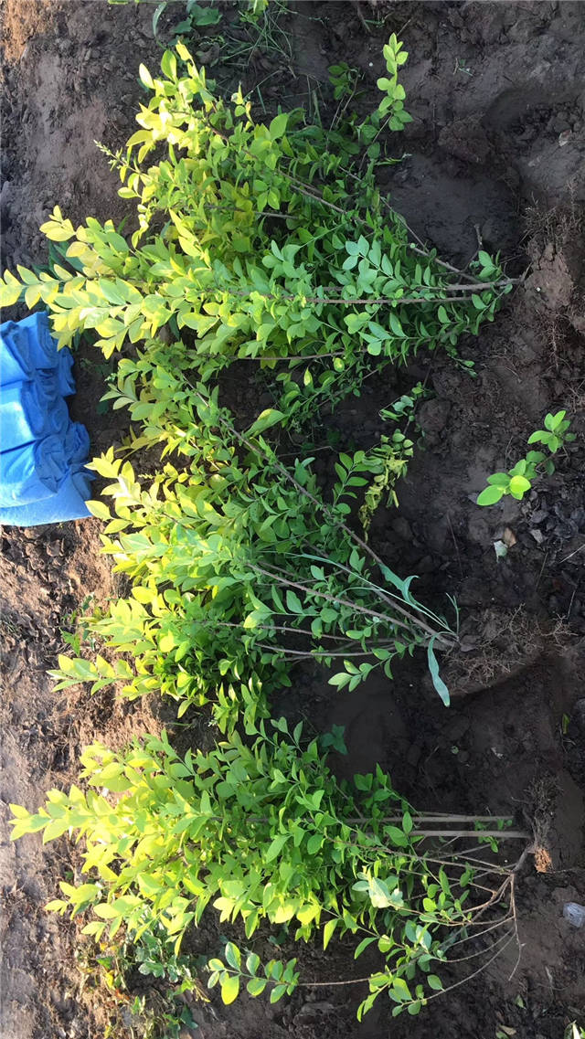 金叶女贞照片种植基地实拍 金叶女贞照片种植基地实拍