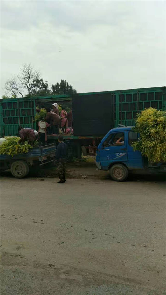 金叶女贞装车现场照片 金叶女贞装车现场照片