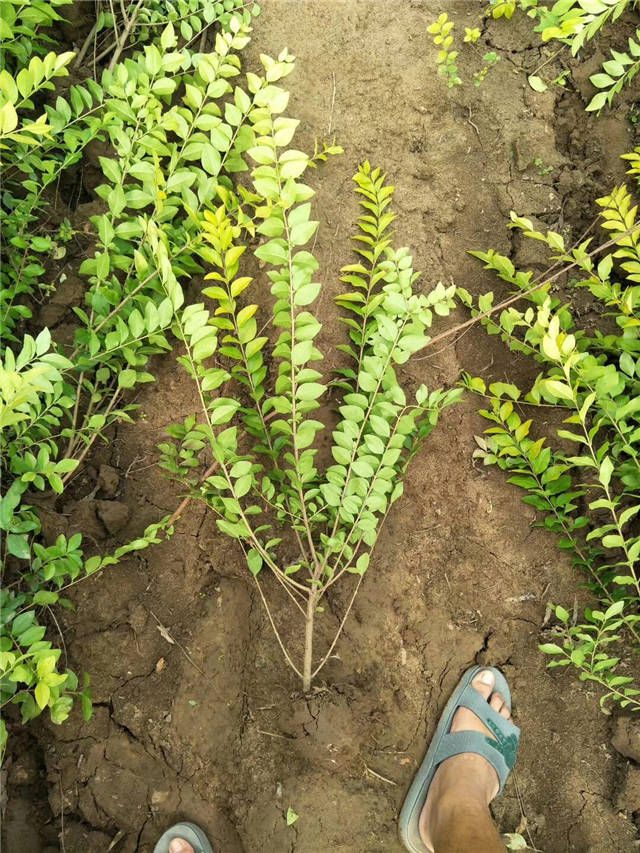 金叶女贞照片种植基地实拍 金叶女贞照片种植基地实拍