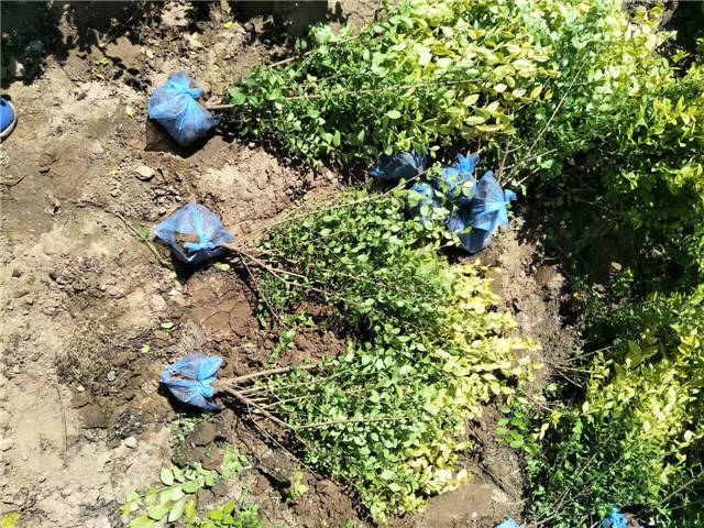 金叶女贞照片种植基地实拍 金叶女贞照片种植基地实拍