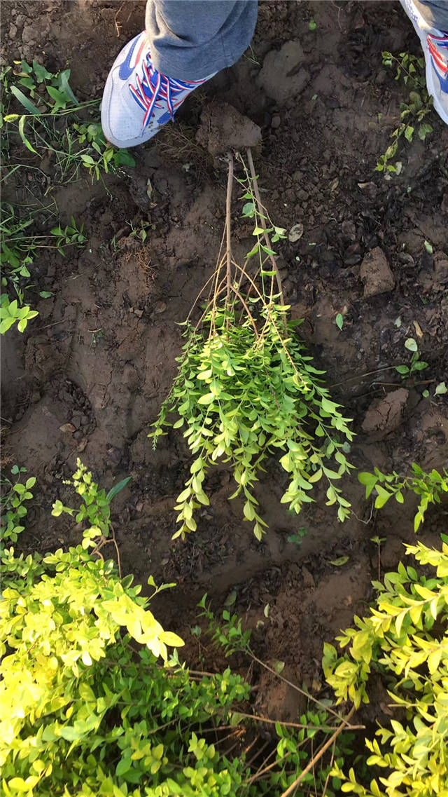 金叶女贞照片种植基地实拍 金叶女贞照片种植基地实拍
