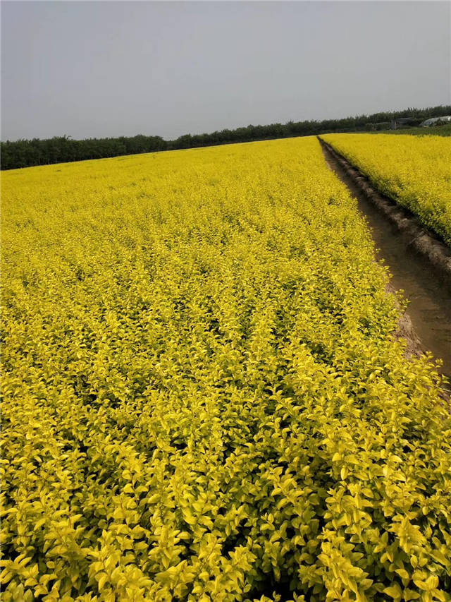金叶女贞照片种植基地实拍 金叶女贞照片种植基地实拍
