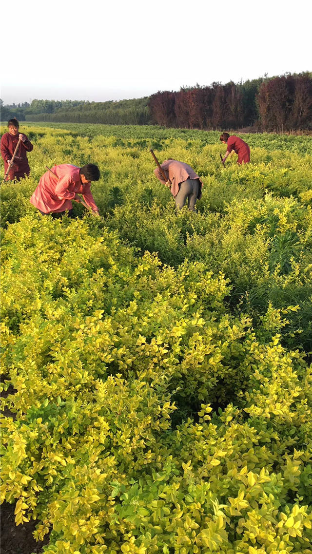 金叶女贞照片种植基地实拍 金叶女贞照片种植基地实拍