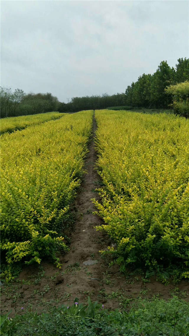 金叶女贞照片种植基地实拍 金叶女贞照片种植基地实拍