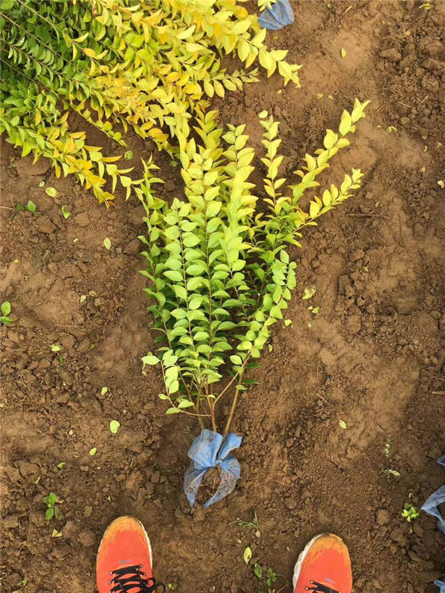 金叶女贞照片种植基地实拍 金叶女贞照片种植基地实拍