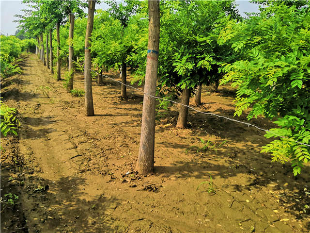 沭阳长景园林蝴蝶槐种植基地实拍图片