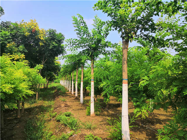 沭阳长景园林蝴蝶槐种植基地实拍图片