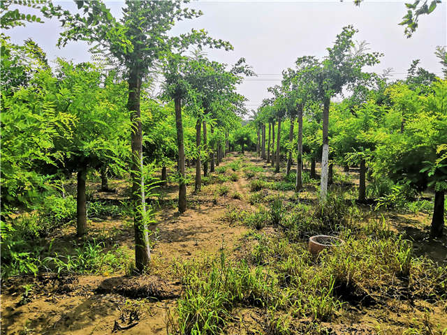 沭阳长景园林蝴蝶槐种植基地实拍图片