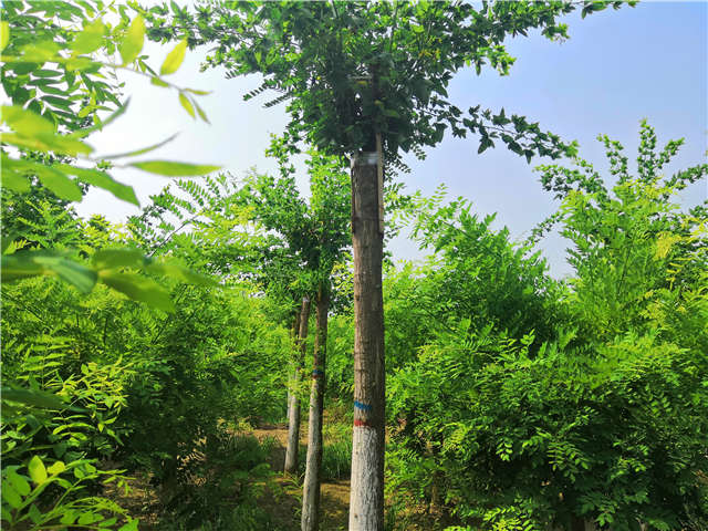 沭阳长景园林蝴蝶槐种植基地实拍图片