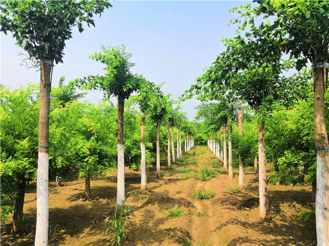 沭阳长景园林蝴蝶槐种植基地实拍图片