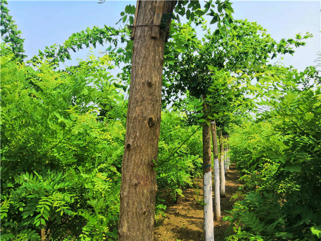 沭阳长景园林蝴蝶槐种植基地实拍图片