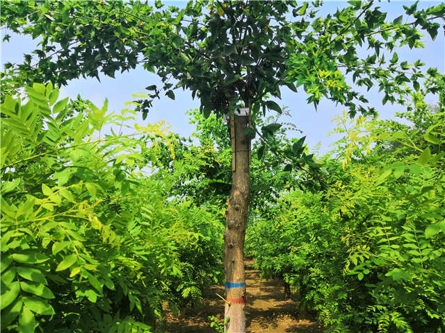 沭阳长景园林蝴蝶槐种植基地实拍图片