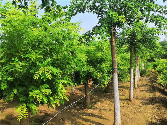 沭阳长景园林蝴蝶槐种植基地实拍图片