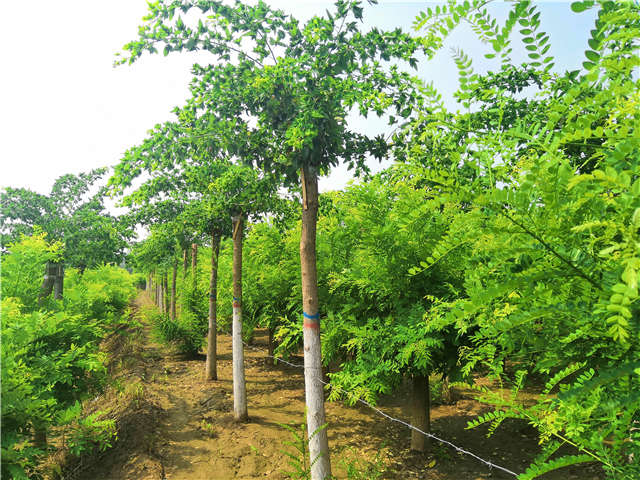 沭阳长景园林蝴蝶槐种植基地实拍图片