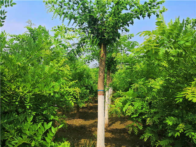 沭阳长景园林蝴蝶槐种植基地实拍图片