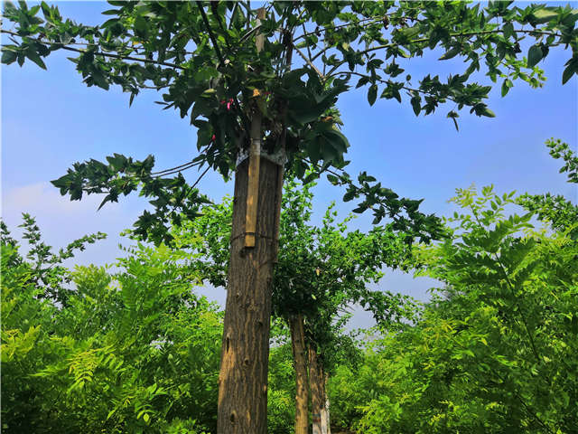 沭阳长景园林蝴蝶槐种植基地实拍图片