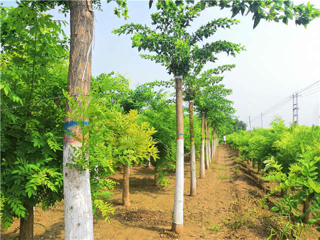 沭阳长景园林蝴蝶槐种植基地实拍图片